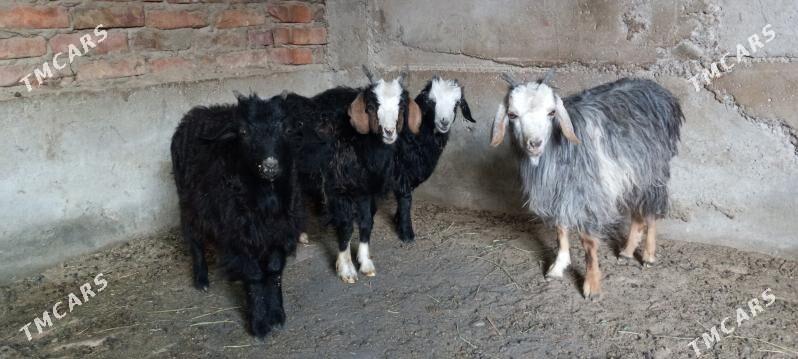 чебиш - Bäherden - img 2