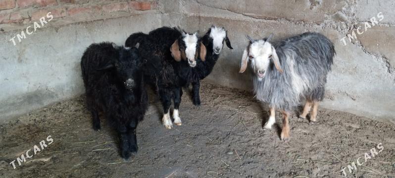 чебиш - Bäherden - img 1