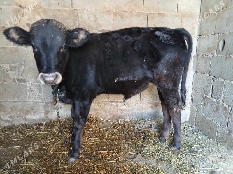 okuz - Бахарден - img 1