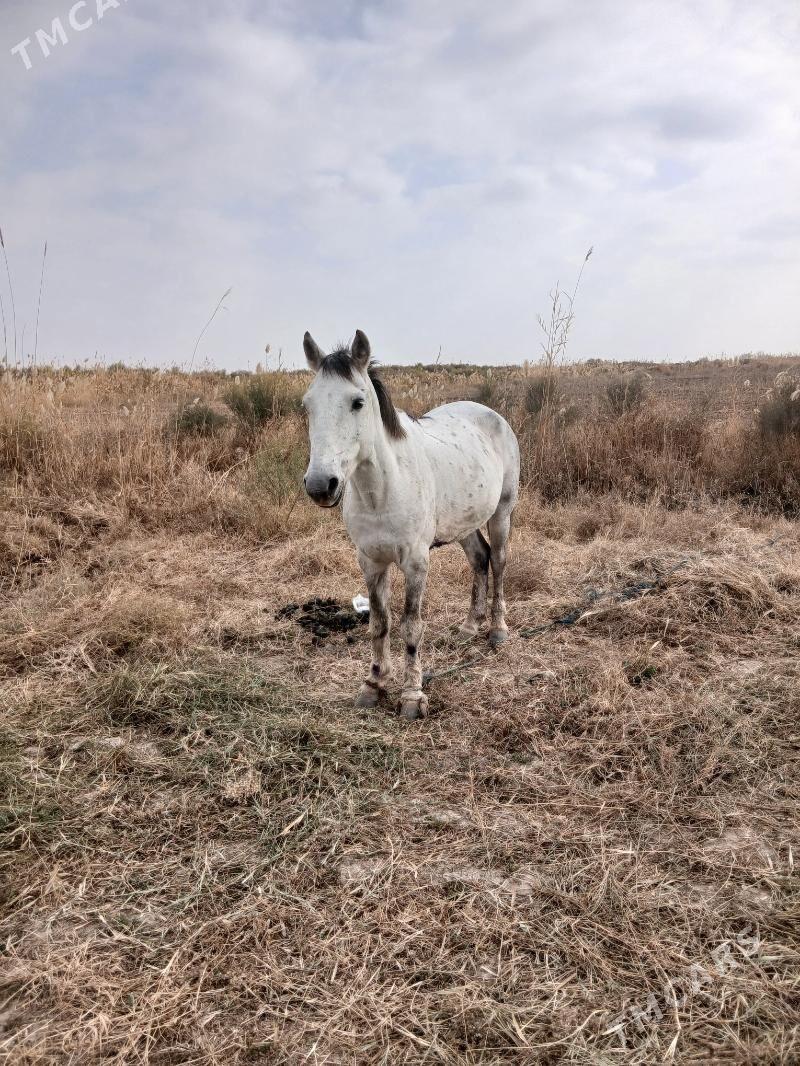 Bedew AT - Теджен - img 2