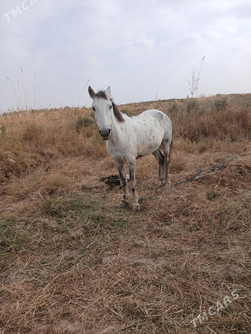 Bedew AT - Теджен - img 3