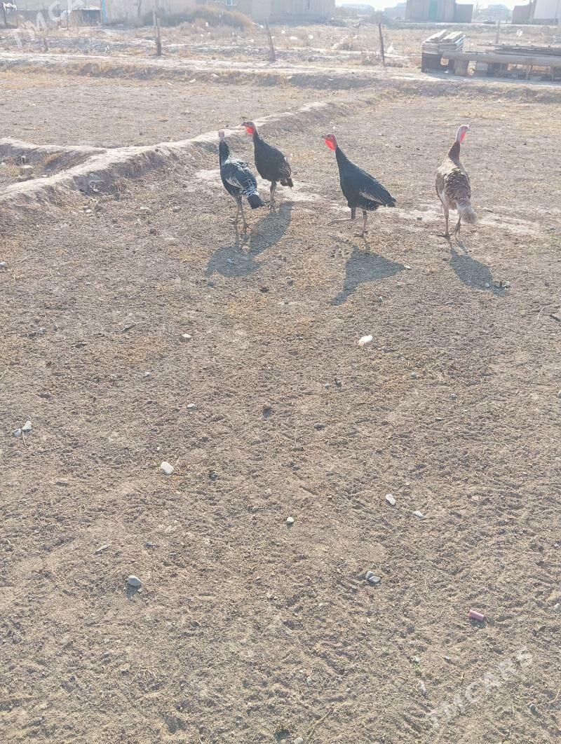 induk - Серахс - img 3