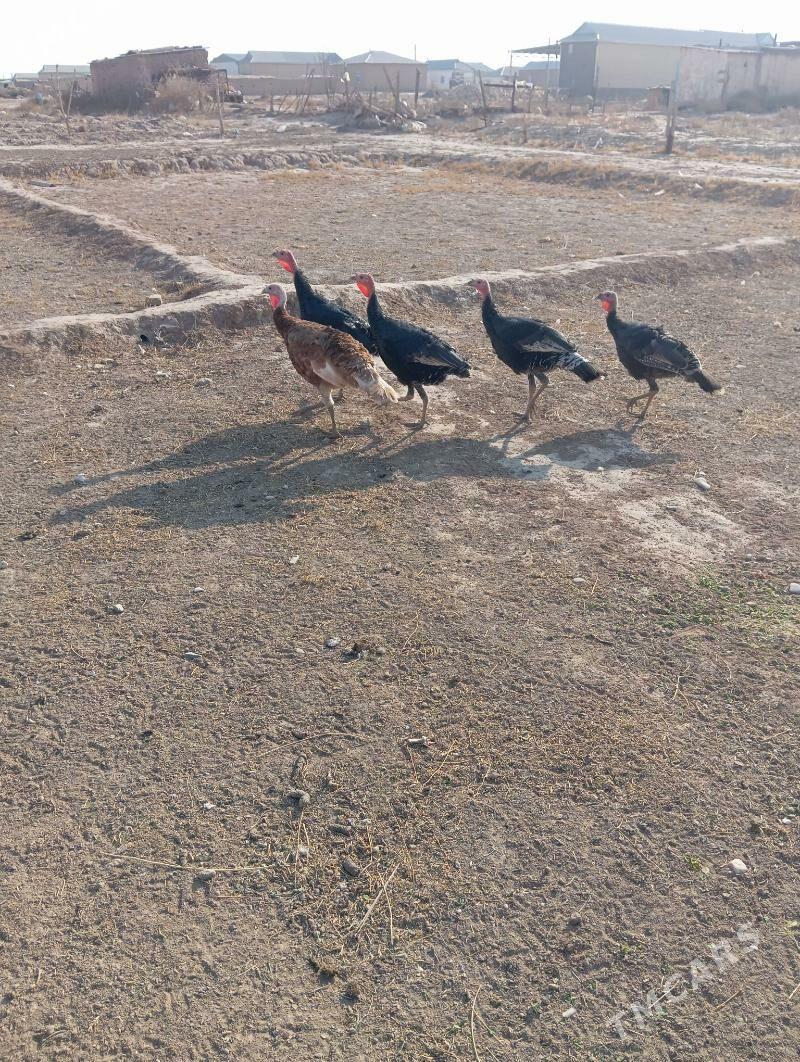 induk - Серахс - img 1