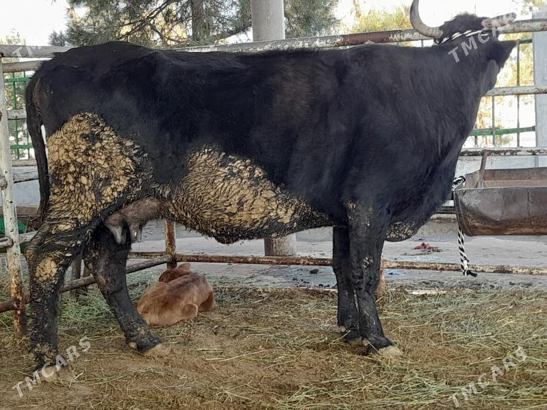 goleli sygyr - "Altyn Asyr" Gündogar bazary (Jygyllyk) - img 4