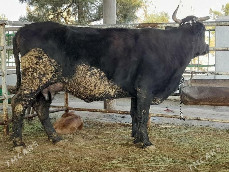 goleli sygyr - "Altyn Asyr" Gündogar bazary (Jygyllyk) - img 2