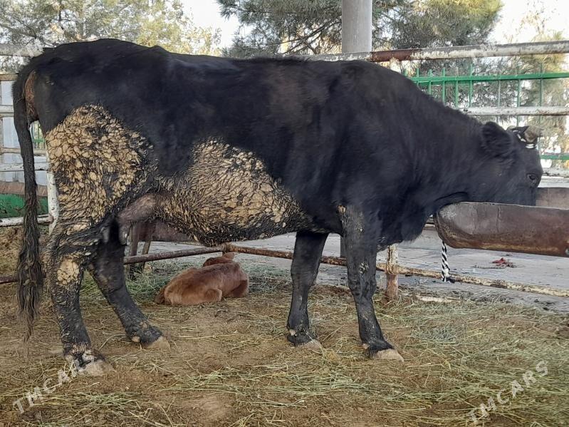 goleli sygyr - "Altyn Asyr" Gündogar bazary (Jygyllyk) - img 5