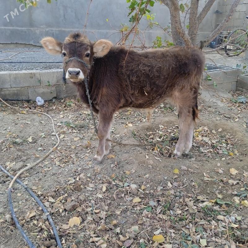 okuz - Bäherden - img 2