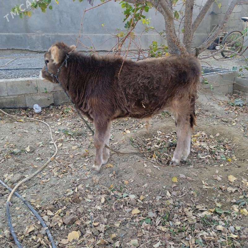 okuz - Bäherden - img 6