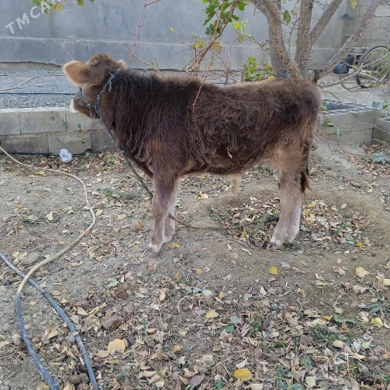 okuz - Bäherden - img 3