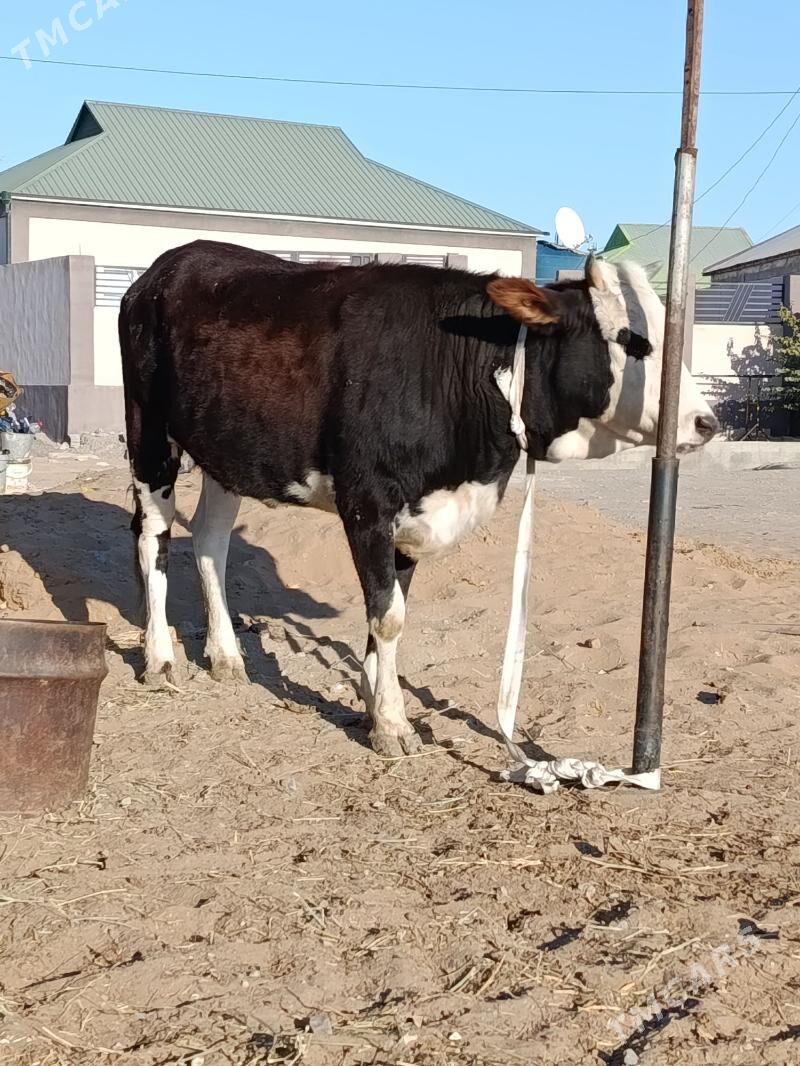 gibirit tuve - Aşgabat - img 1