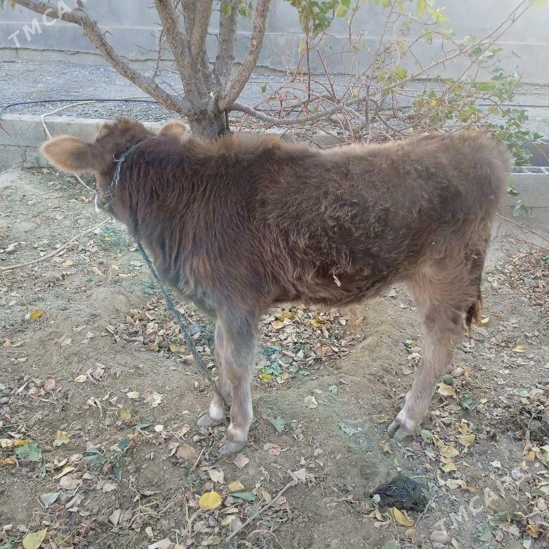 okuz - Bäherden - img 4