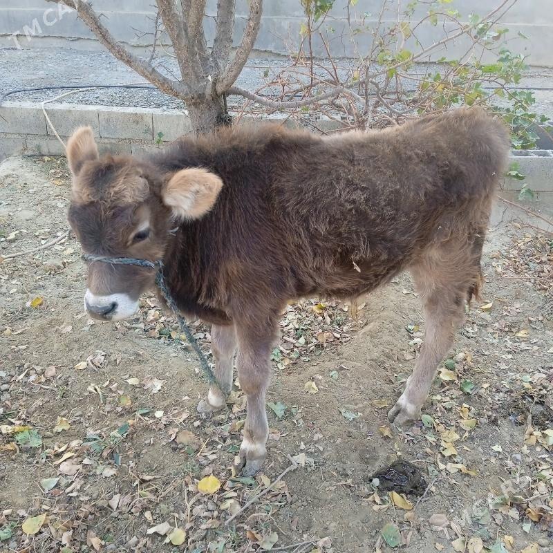 okuz - Bäherden - img 5