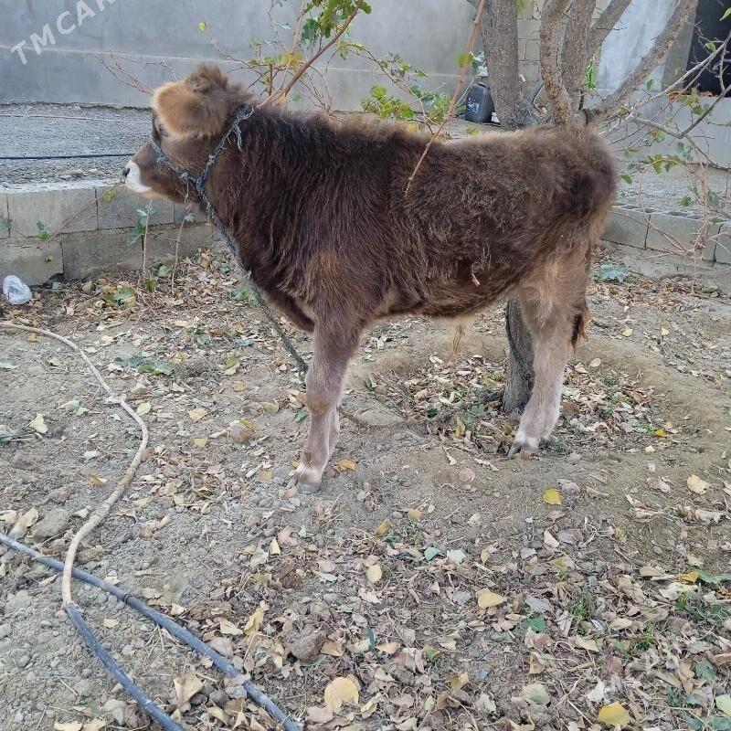 okuz - Bäherden - img 1