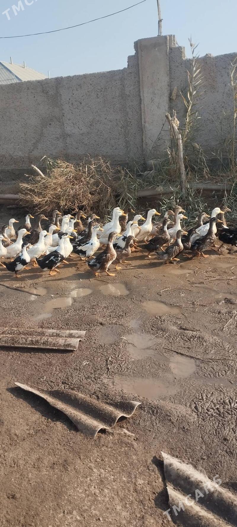 gaz - Babadaýhan - img 1