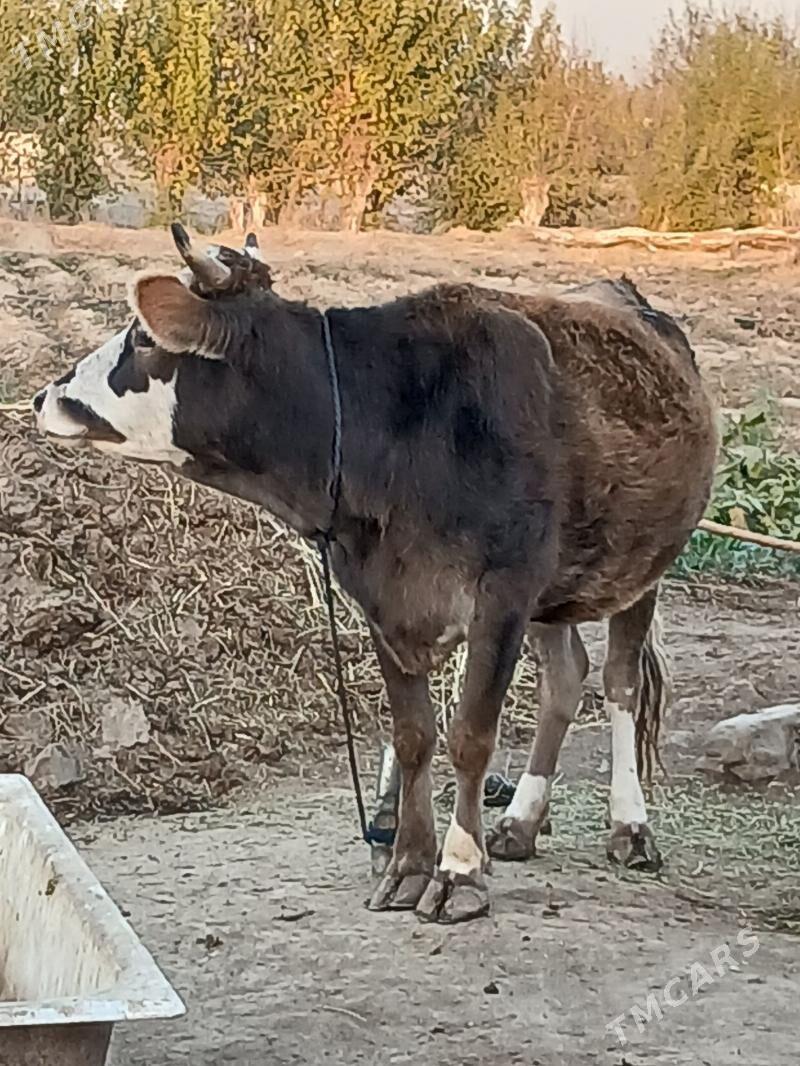 SYGYR - Bäherden - img 4