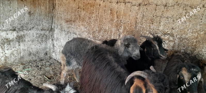 çewiş tokly goýun - Gökdepe - img 3