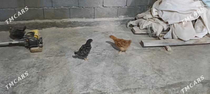 juje - Гёкдепе - img 1