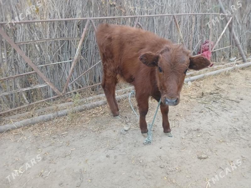 goleli sgyr - Фарап - img 3