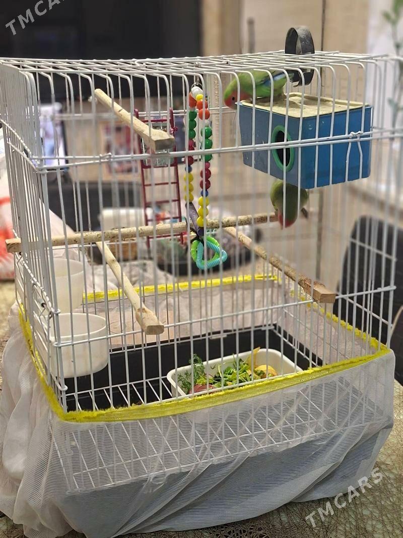 Неразлучник - Aşgabat - img 2