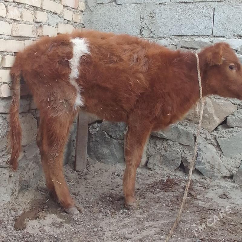 Gòle - Bereket - img 1