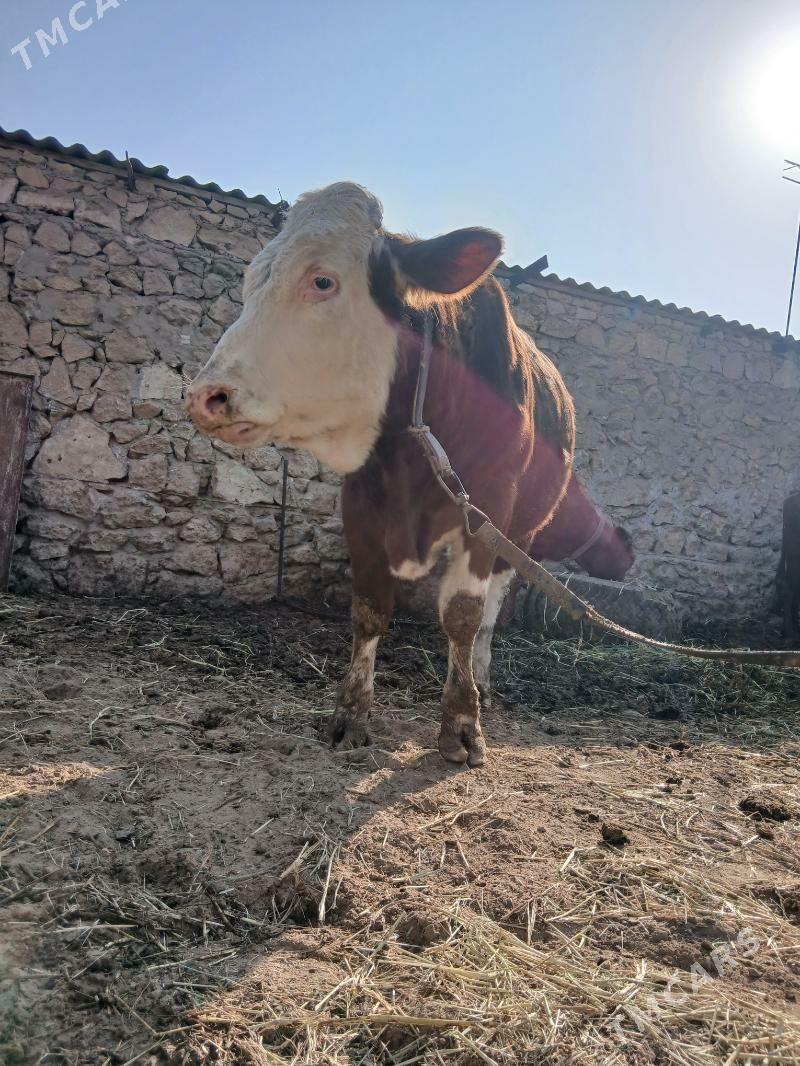 semental - Dostluk - img 9