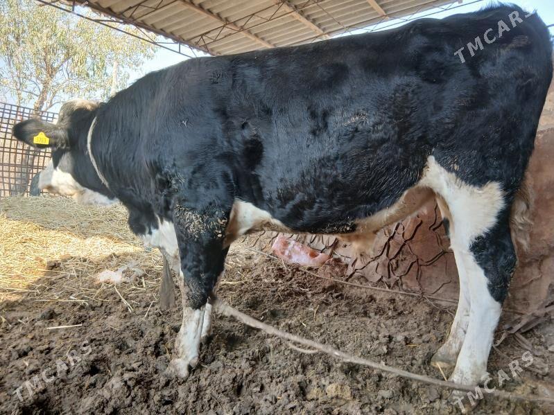 semental - Dostluk - img 3