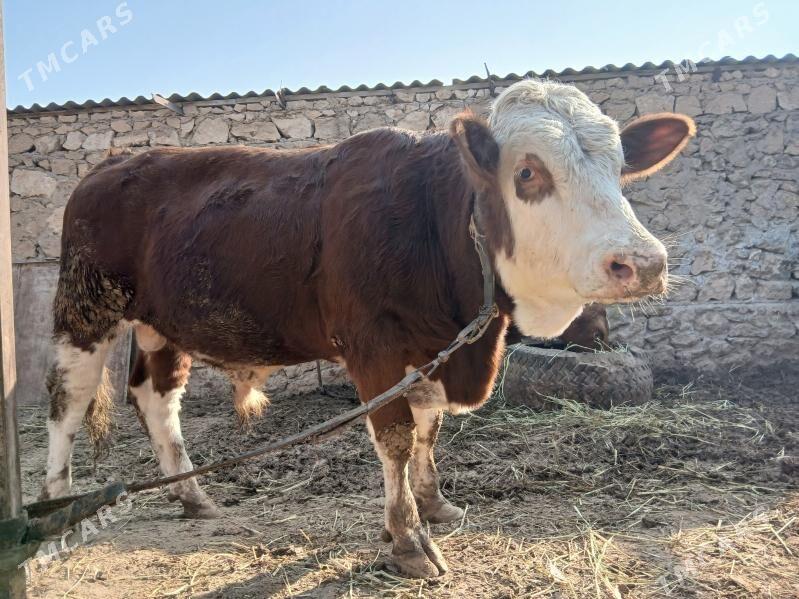 semental - Dostluk - img 5