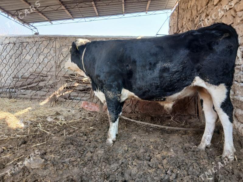 semental - Dostluk - img 4