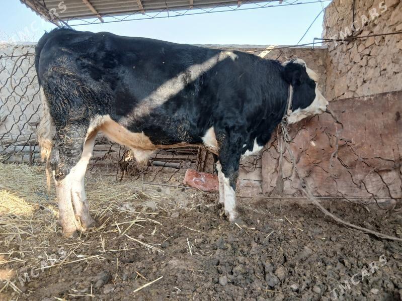 semental - Dostluk - img 1