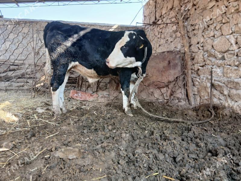 semental - Dostluk - img 2