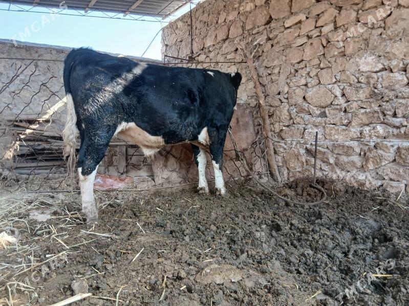 semental - Dostluk - img 10