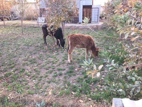 Gulajyn gole - Sakarçäge - img 3