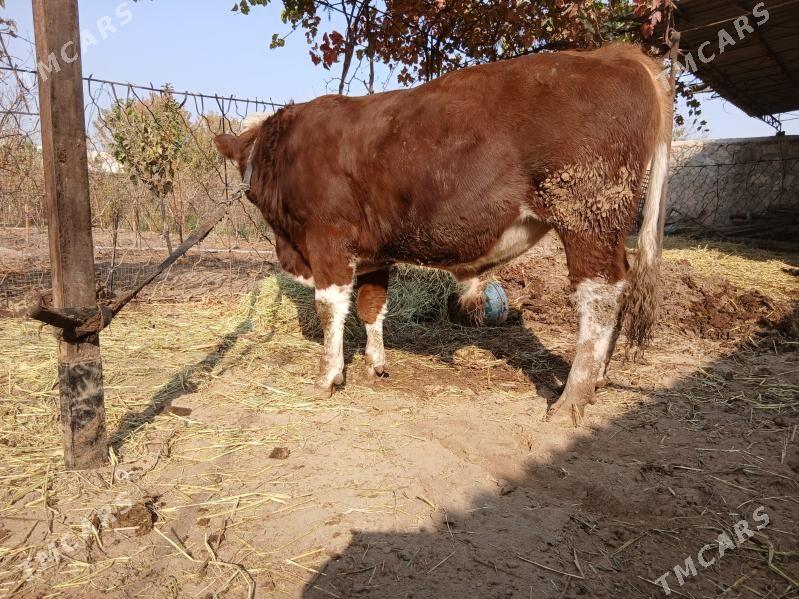 semental - Dostluk - img 6