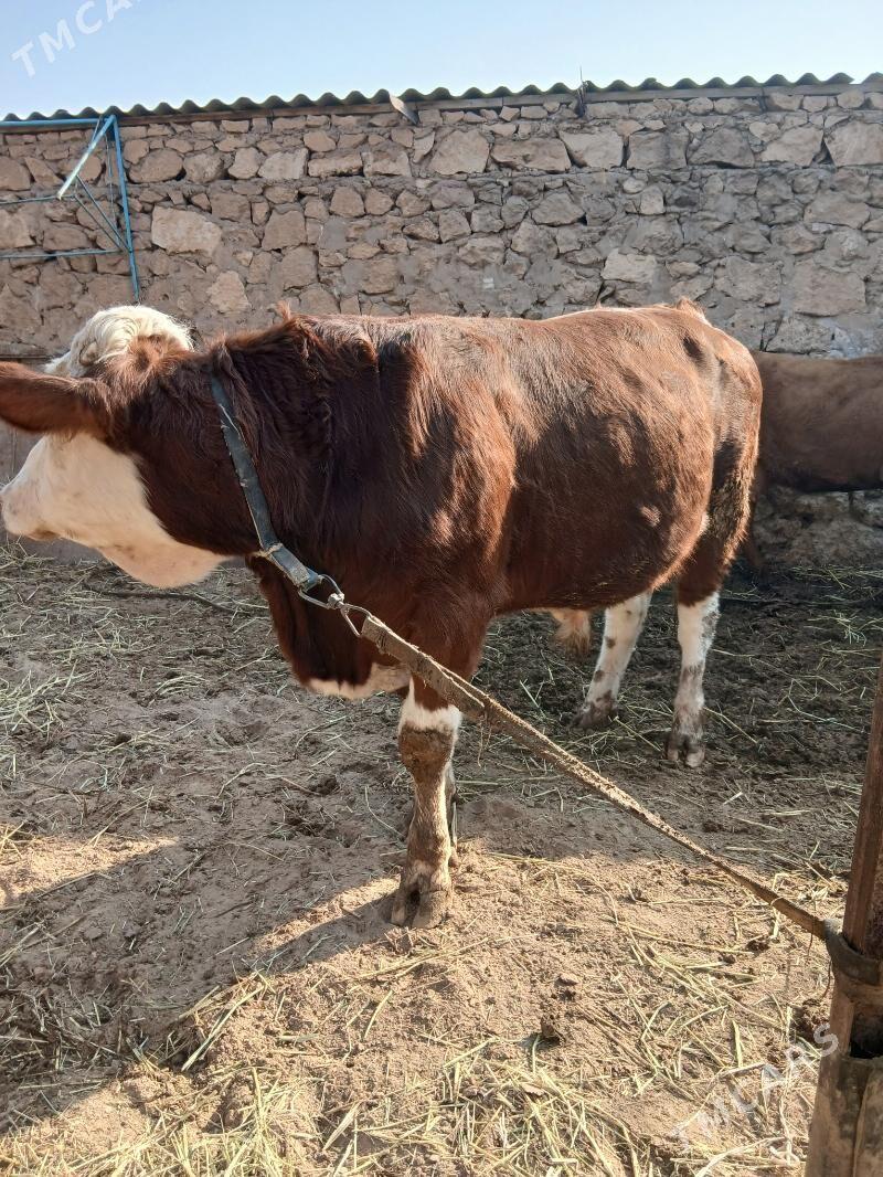 semental - Dostluk - img 7