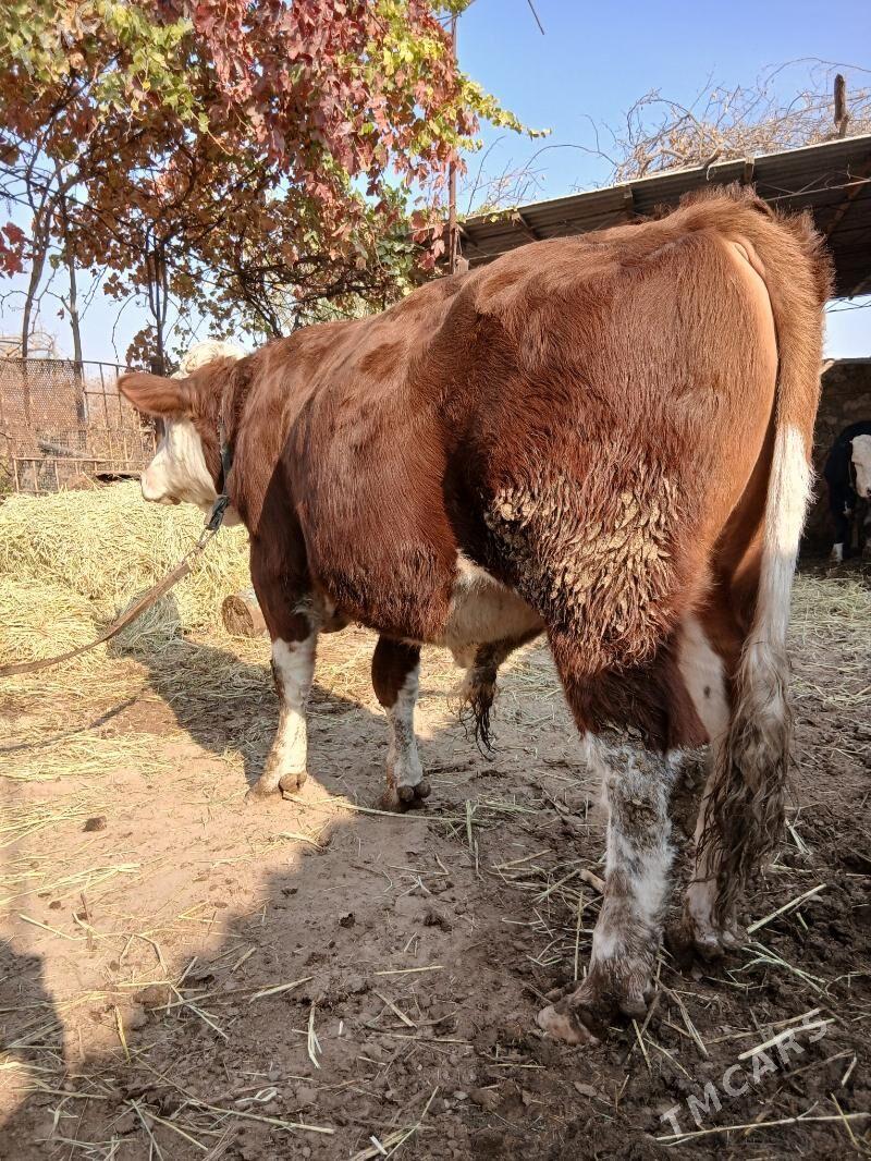 semental - Dostluk - img 8