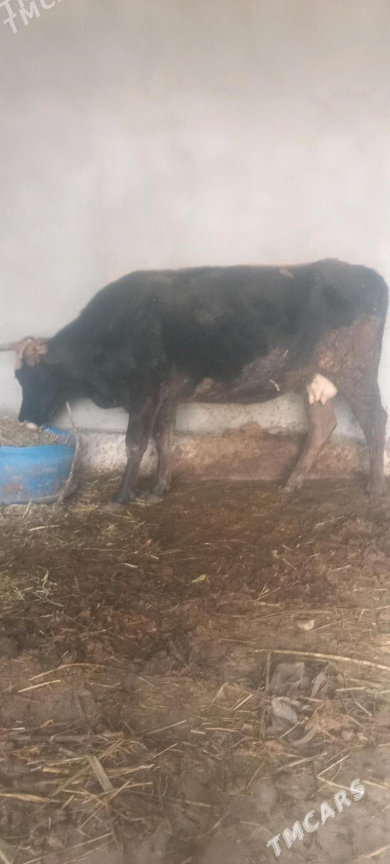 Sygyr - Gökdepe - img 1