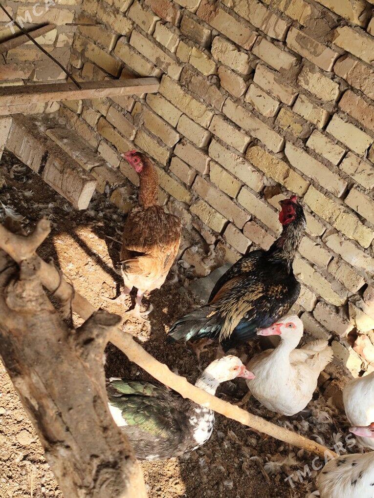 айсов хораз - Чарджоу - img 2