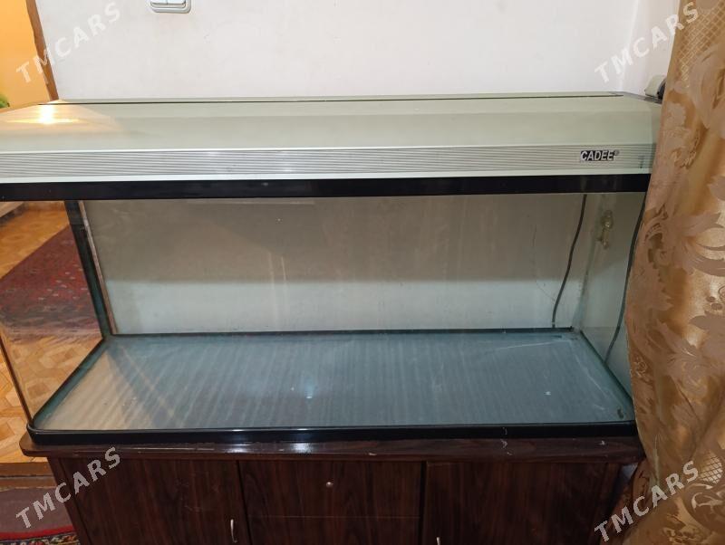 аквариум - Ашхабад - img 2