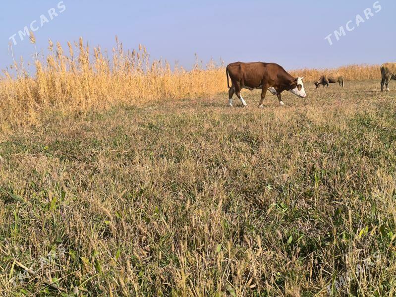 semtal sigir - Bäherden - img 2