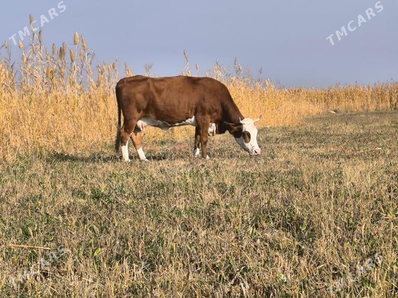 semtal sigir - Bäherden - img 3