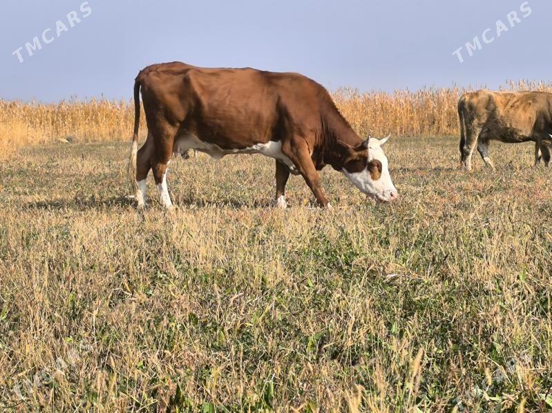 semtal sigir - Bäherden - img 1