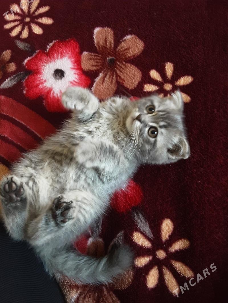 ШОТЛАН ПИЩИК - Aşgabat - img 2