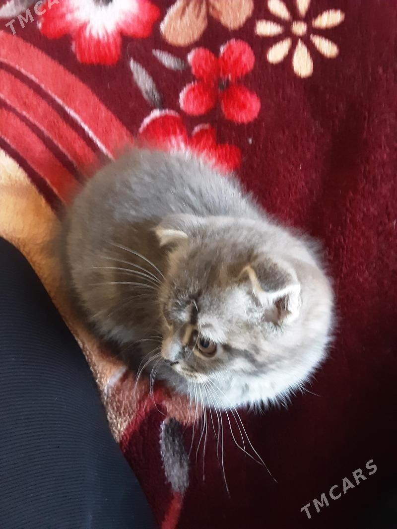 ШОТЛАН ПИЩИК - Aşgabat - img 1