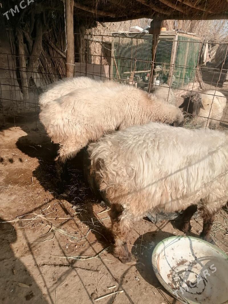 Goclar - Гарабекевюл - img 2