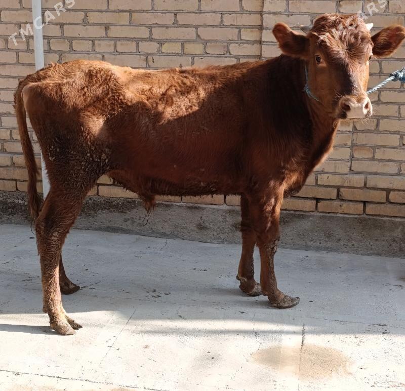 okuzler 6 sany - Türkmenabat - img 3