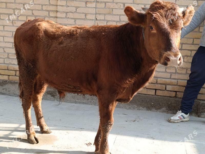 okuzler 6 sany - Türkmenabat - img 4