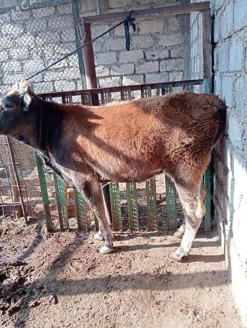 Gysyr sygyr - Aşgabat - img 2