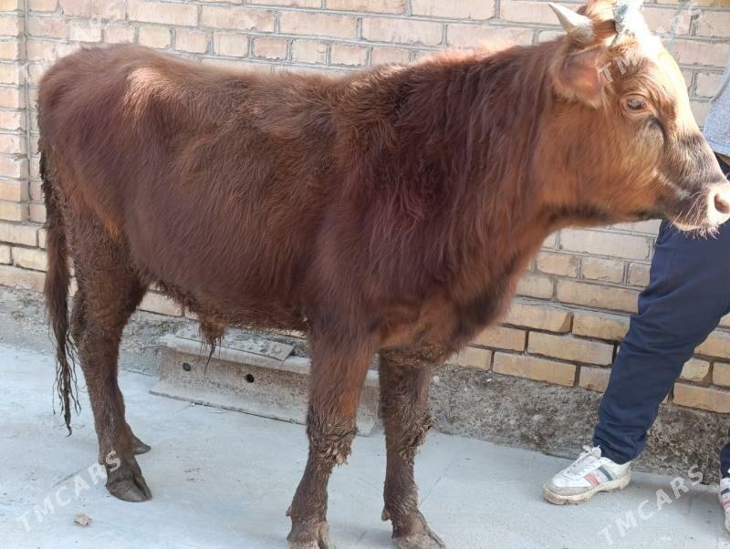 okuzler 6 sany - Türkmenabat - img 2