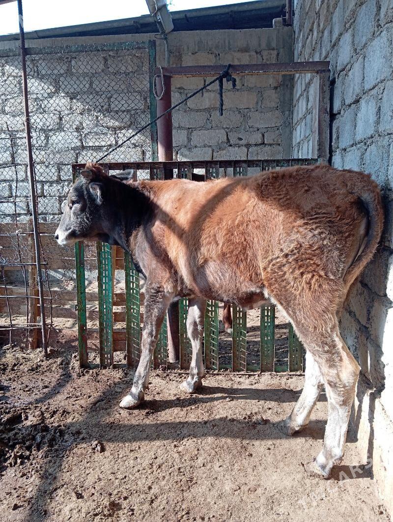 Gysyr sygyr - Aşgabat - img 3