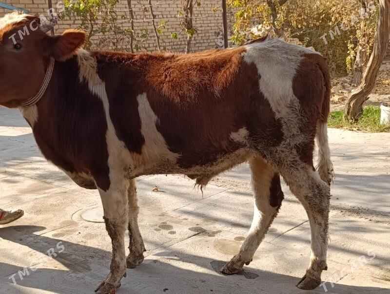 okuzler 6 sany - Türkmenabat - img 9